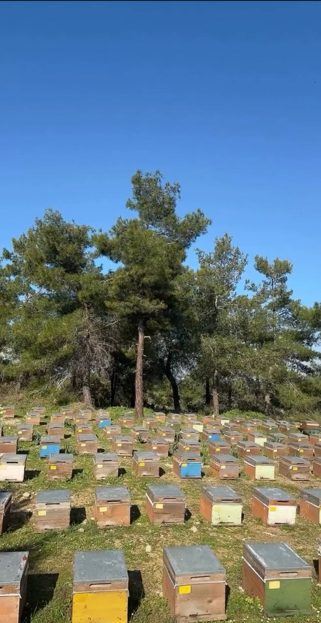 Pulat Arıcılık ve Bal Ürünleri